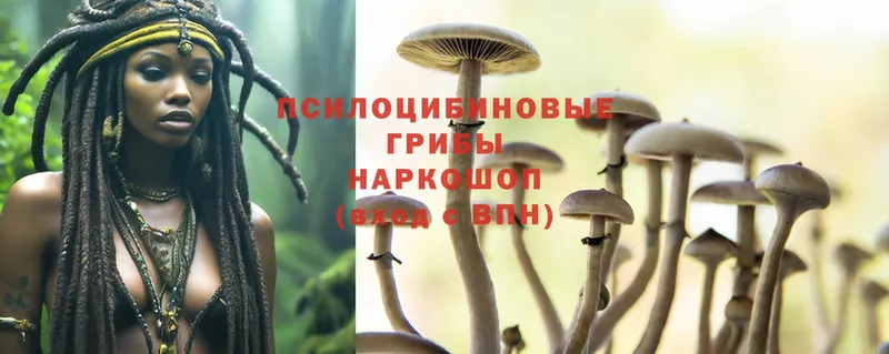 Псилоцибиновые грибы Psilocybe  Алзамай 